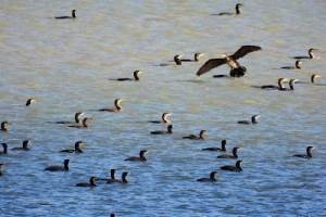 Cormorán grande, Phalacrocorax carbo. Great cormorant.